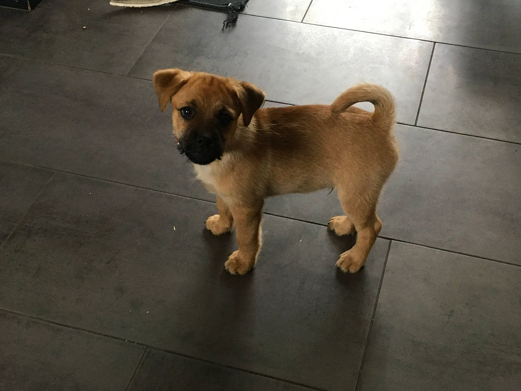 Kiko participe au concours pour gagner de l'argent avec cette photo : canidae, carnivore, chihuahua, companion_dog, dog, dog_breed, fawn, floor, flooring, fur, leash, paw, pet_supply, puppy, road_surface, snout, sporting_group, tail, toy_dog, working_animal