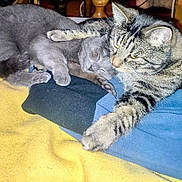 Kiki a rejoint le concours — aidez-le/la à gagner de superbes lots ! animal, blanket, cat, comfort, companion, cozy, cute, feline, friendship, fur, gray_cat, indoor, paw, pets, relaxing, resting, sleeping, snuggling, tabby_cat, warm