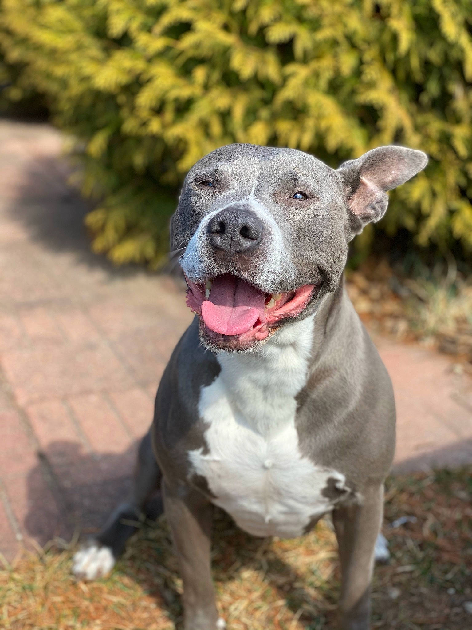 Kate joined the competition — help win amazing prizes! canidae, carnivore, collar, companion_dog, dog, dog_breed, dog_collar, fashion_accessory, fawn, grass, hunting_dog, jaw, non_sporting_group, plant, snout, sporting_group, terrestrial_animal, whiskers, working_animal, working_dog