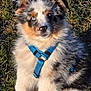 puppy, dog, australian_shepherd, blue_harness, grass, outdoor, fluffy, cute, pet, animal, young_dog, sitting, sunlight, nature, fur, ears, nose, eyes, adorable, portrait