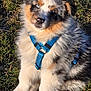 Auckland participe au concours pour gagner de l'argent avec cette photo : dog, puppy, australian_shepherd, blue_merle, harness, grass, outdoor, pet, animal, fluffy, cute, fur, sitting, young, nature, canine, portrait, eyes, head_tilt, sunlight