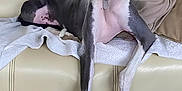 Cooper participe au concours pour gagner de l'argent avec cette photo : animal, blanket, canine, collar, comfortable, couch, dog, domestic, furniture, greyhound, home, indoor, leather, long_legs, mammal, pet, pillow, relaxed, sitting, stretching