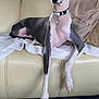 animal, blanket, canine, collar, comfortable, couch, dog, domestic, furniture, greyhound, home, indoor, leather, long_legs, mammal, pet, pillow, relaxed, sitting, stretching