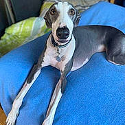 Cooper a rejoint le concours — aidez-le/la à gagner de superbes lots ! animal, bed, blanket, blue_blanket, canine, collar, curious, dog, domestic, furniture, greyhound, indoor, long_legs, looking_up, lying_down, pet, relaxed, tag, white_and_grey, wood_floor
