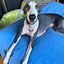 animal, bed, blanket, blue_blanket, canine, collar, curious, dog, domestic, furniture, greyhound, indoor, long_legs, looking_up, lying_down, pet, relaxed, tag, white_and_grey, wood_floor