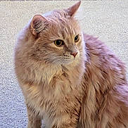 Frankie joined the competition — help win amazing prizes! animal, cat, closeup, cute, domestic_cat, ears, eyes, feline, fluffy, fur, indoor, looking_away, natural_light, orange_cat, pet, portrait, sitting, soft_light, texture, whiskers