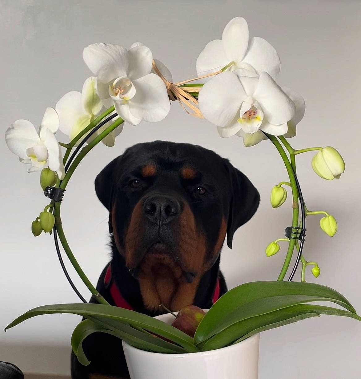 Pogo a rejoint le concours — aidez-le/la à gagner de superbes lots ! art, artificial_flower, botany, carnivore, companion_dog, cut_flowers, dog, dog_breed, fawn, flower, flowering_plant, flowerpot, grass, illustration, liver, petal, plant, snout, toy_dog, working_animal