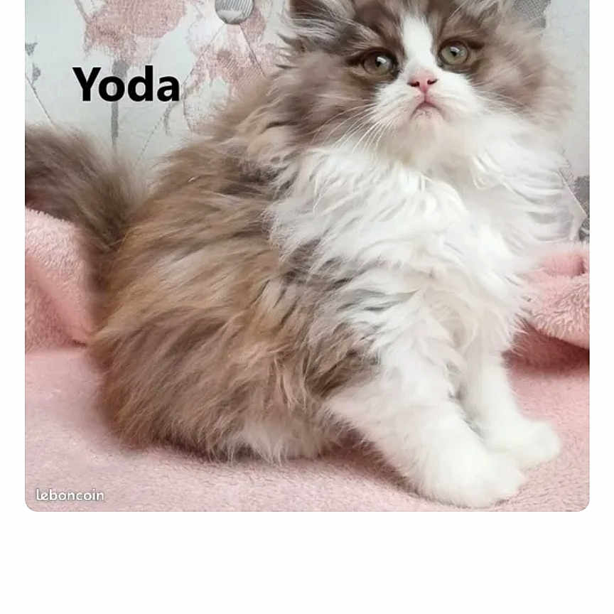 Yoda a rejoint le concours — aidez-le/la à gagner de superbes lots ! abyssinian, angora, animal, art, cat, envelope, kitten, mail, manx, number, page, paper, person, pet, sleeping, snout, symbol, text