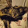 cat, tabby, sleeping, cushion, pattern, fur, relaxed, cozy, indoor, pet, animal, resting, closeup, whiskers, ear, paw, tail, soft, warm_lighting, domestic