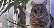 Kimi participe au concours pour gagner de l'argent avec cette photo : animal, cat, closeup, cozy, curious, domestic_animal, fur, furniture, green_leaves, home, indoor, nature, pet, plant, potted_plant, shadow, sitting, stones, tabby_cat, window