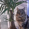 cat, tabby_cat, pet, indoor, plant, potted_plant, green_leaves, stones, fur, animal, curious, sitting, closeup, cozy, home, furniture, window, shadow, nature, domestic_animal
