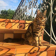 Kimi a rejoint le concours — aidez-le/la à gagner de superbes lots ! animal, cat, clear_sky, daylight, ears, feline, fur, greenery, iron_railing, nature, orange_tiles, outdoor, pet, shadow, sitting, stairs, striped, sunlight, tabby, whiskers