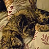 cat, tabby_cat, sleeping, cushion, leaf_pattern, indoor, pet, feline, cozy, resting, fur, animal, home, relaxation, closeup, soft_lighting, comfort, cute, whiskers, nap