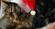 Kimi participe au concours pour gagner de l'argent avec cette photo : cat, tabby, santa_hat, holiday, pet, feline, fur, whiskers, indoor, resting, cozy, curtains, soft_texture, animal, cute, relaxed, christmas, domestic, mammal, portrait