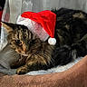 cat, tabby, santa_hat, holiday, pet, feline, fur, whiskers, indoor, resting, cozy, curtains, soft_texture, animal, cute, relaxed, christmas, domestic, mammal, portrait