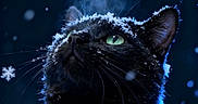 Ezio participe au concours pour gagner de l'argent avec cette photo : animal, black_cat, closeup, cold, cute, dark_background, feline, fur, green_eyes, looking_up, nature, night, outdoor, pet, portrait, snow, snowflakes, steam, whiskers, winter