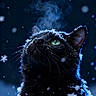 Ezio participe au concours pour gagner de l'argent avec cette photo : black_cat, snow, snowflakes, green_eyes, night, cold, steam, whiskers, animal, pet, fur, winter, outdoor, closeup, portrait, looking_up, dark_background, feline, cute, nature