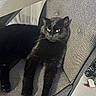 Ezio a rejoint le concours — aidez-le/la à gagner de superbes lots ! animal, black_cat, cat, chair, cozy, domestic, floor, furniture, gray, home, indoor, looking_away, lounging, paws, pet, relaxed, table, texture, whiskers, yellow_eyes