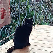 Ezio participe au concours pour gagner de l'argent avec cette photo : animal, balcony, black_cat, blanket, cat, daylight, eyes, feline, fur, greenery, heart_shape, outdoor, pattern, pet, quiet, relaxed, sitting, tail, tile_floor, wrought_iron_railings