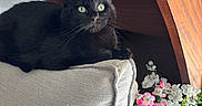 Ezio participe au concours pour gagner de l'argent avec cette photo : cat, black_cat, green_eyes, couch, beige_couch, wooden_furniture, flowers, pink_flowers, white_flowers, flower_basket, indoor, pet, animal, relaxed, sitting, furniture, cozy, domestic, whiskers, cute