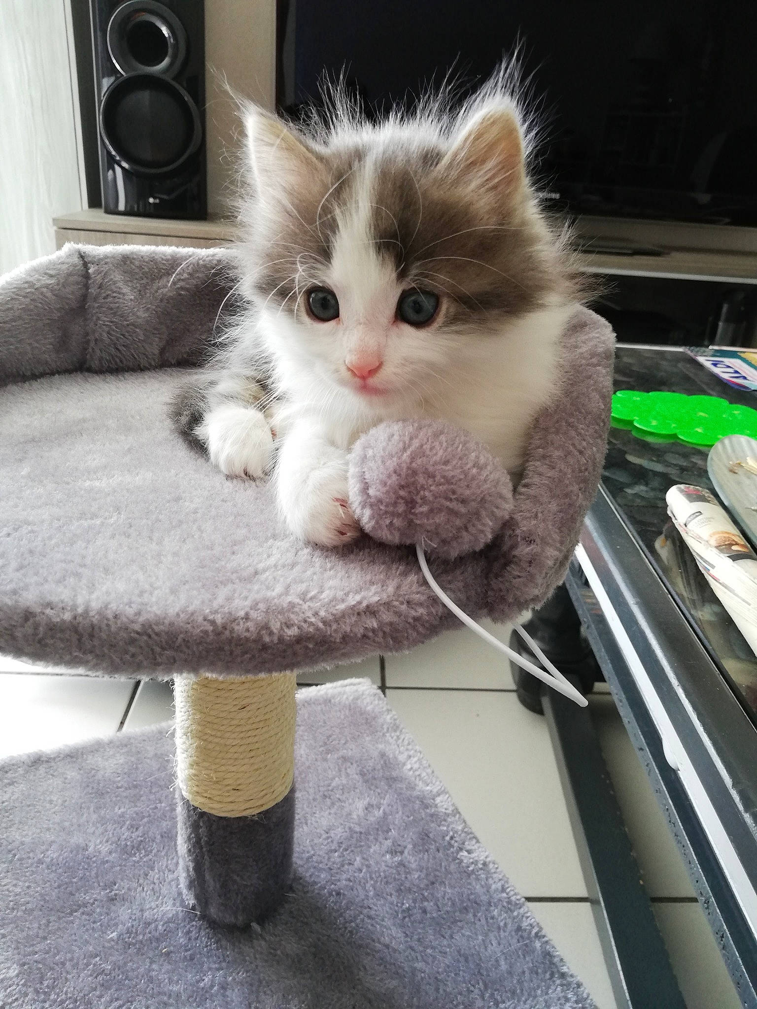 Ptit Boul participe au concours pour gagner de l'argent avec cette photo : carnivore, cat, domestic_long_haired_cat, domestic_short_haired_cat, fawn, felidae, fur, kitten, mammal, polydactyl_cat, ragamuffin, ragdoll, small_to_medium_sized_cats, turkish_van, whiskers