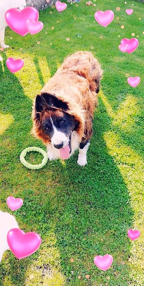 Falco participe au concours pour gagner de l'argent avec cette photo : carnivore, companion_dog, dog, dog_breed, dog_sports, felidae, fur, grass, green, happy, herding_dog, lawn, leash, people_in_nature, petal, plant, tail, toy, toy_dog, working_dog