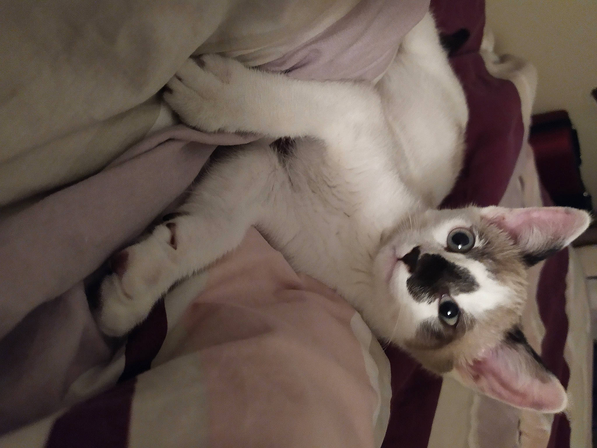 Minuit a rejoint le concours — aidez-le/la à gagner de superbes lots ! carnivore, cat, comfort, companion_dog, dog_breed, ear, eye, fawn, felidae, fur, grey, head, human_body, jaw, leg, paw, small_to_medium_sized_cats, snout, tail, whiskers