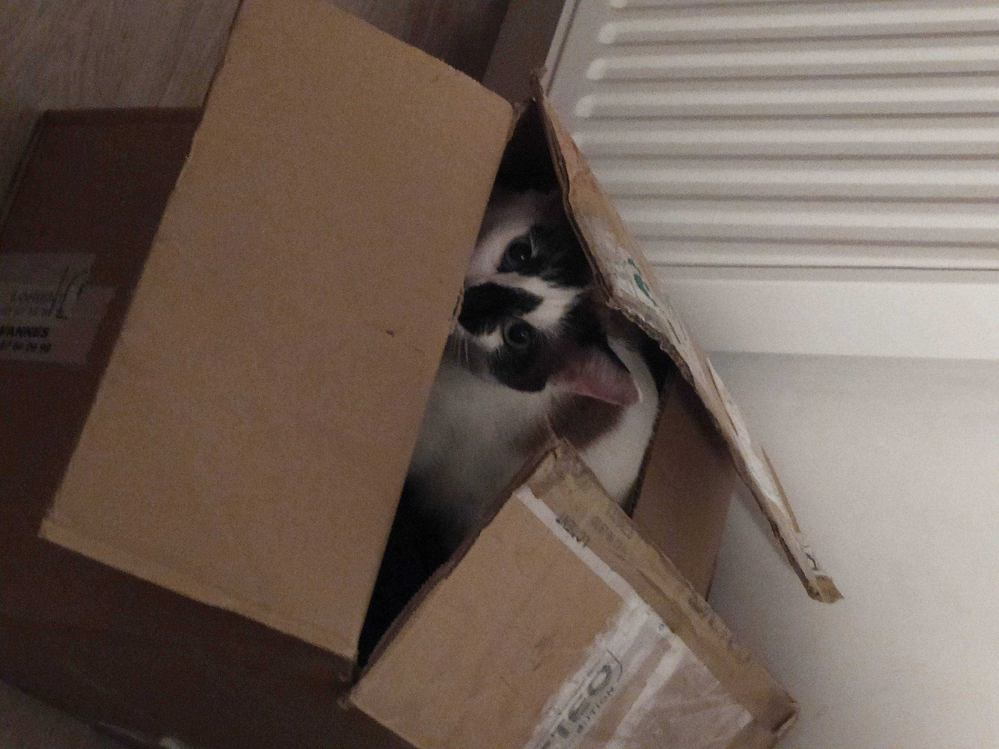 Minuit a rejoint le concours — aidez-le/la à gagner de superbes lots ! balinese, cardboard, carnivore, carton, cat, domestic_short_haired_cat, fawn, felidae, flooring, fur, grey, hardwood, packaging_and_labeling, paper_product, room, small_to_medium_sized_cats, tail, whiskers, wing, wood