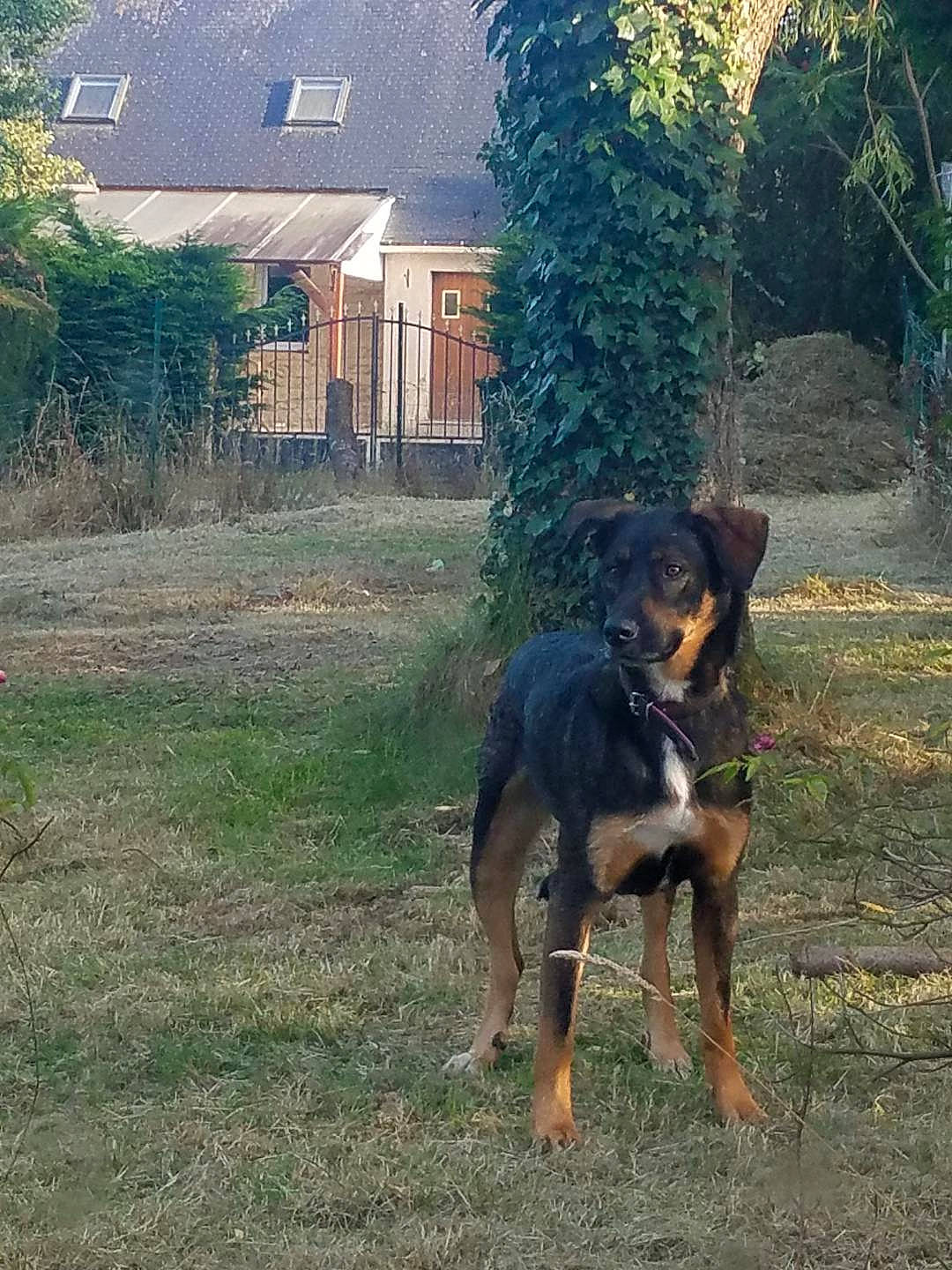 Naïa a rejoint le concours — aidez-le/la à gagner de superbes lots ! building, canidae, carnivore, companion_dog, cottage, dog, dog_breed, grass, guard_dog, home_fencing, house, landscape, plant, snout, sporting_group, tail, tree, window, working_animal, working_dog