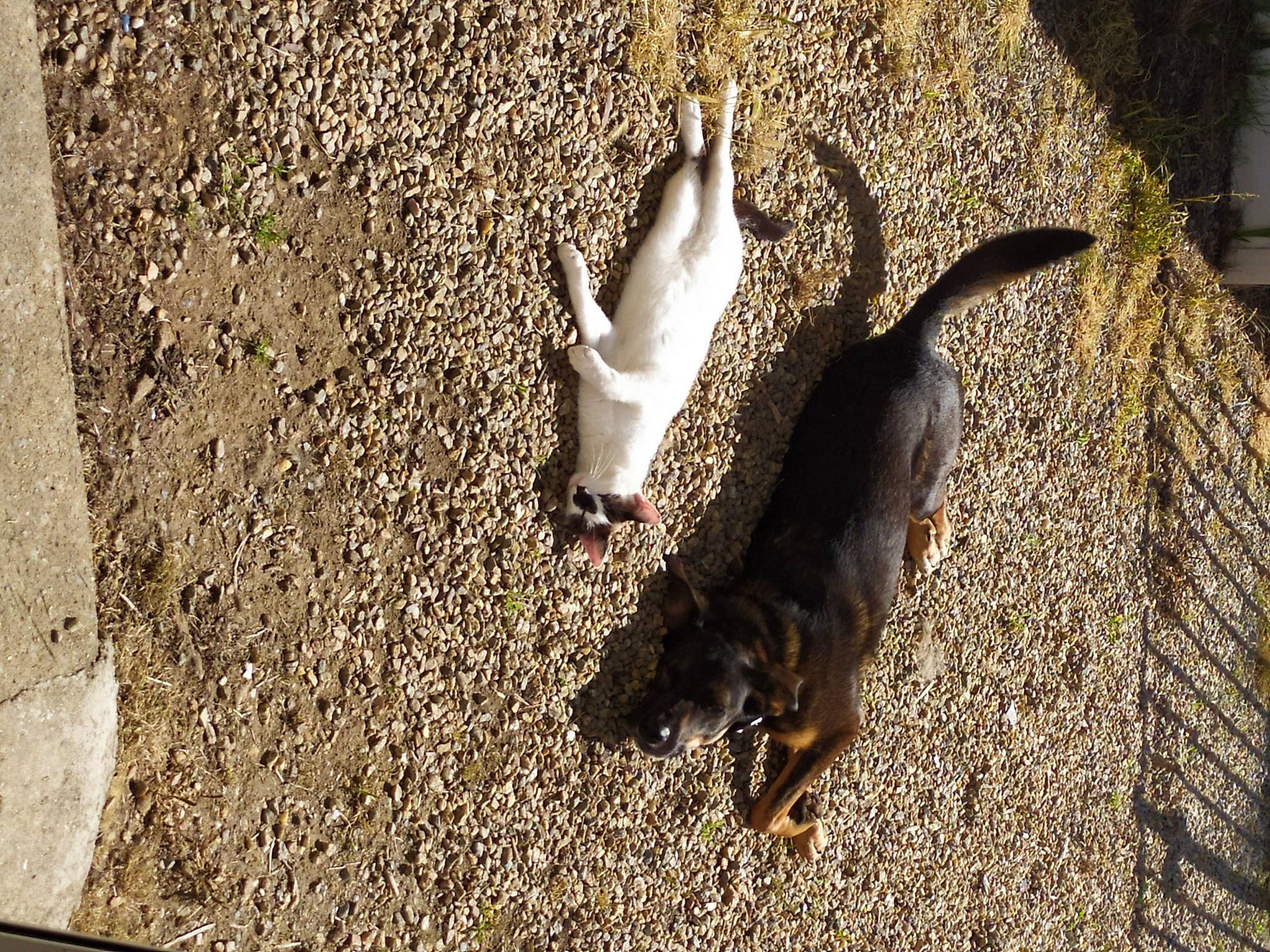 Naïa a rejoint le concours — aidez-le/la à gagner de superbes lots ! asphalt, canidae, carnivore, companion_dog, dog, dog_breed, fawn, grass, paw, pinscher, road_surface, shadow, snout, soil, sporting_group, tail, terrestrial_animal, tints_and_shades, toy_dog, wood