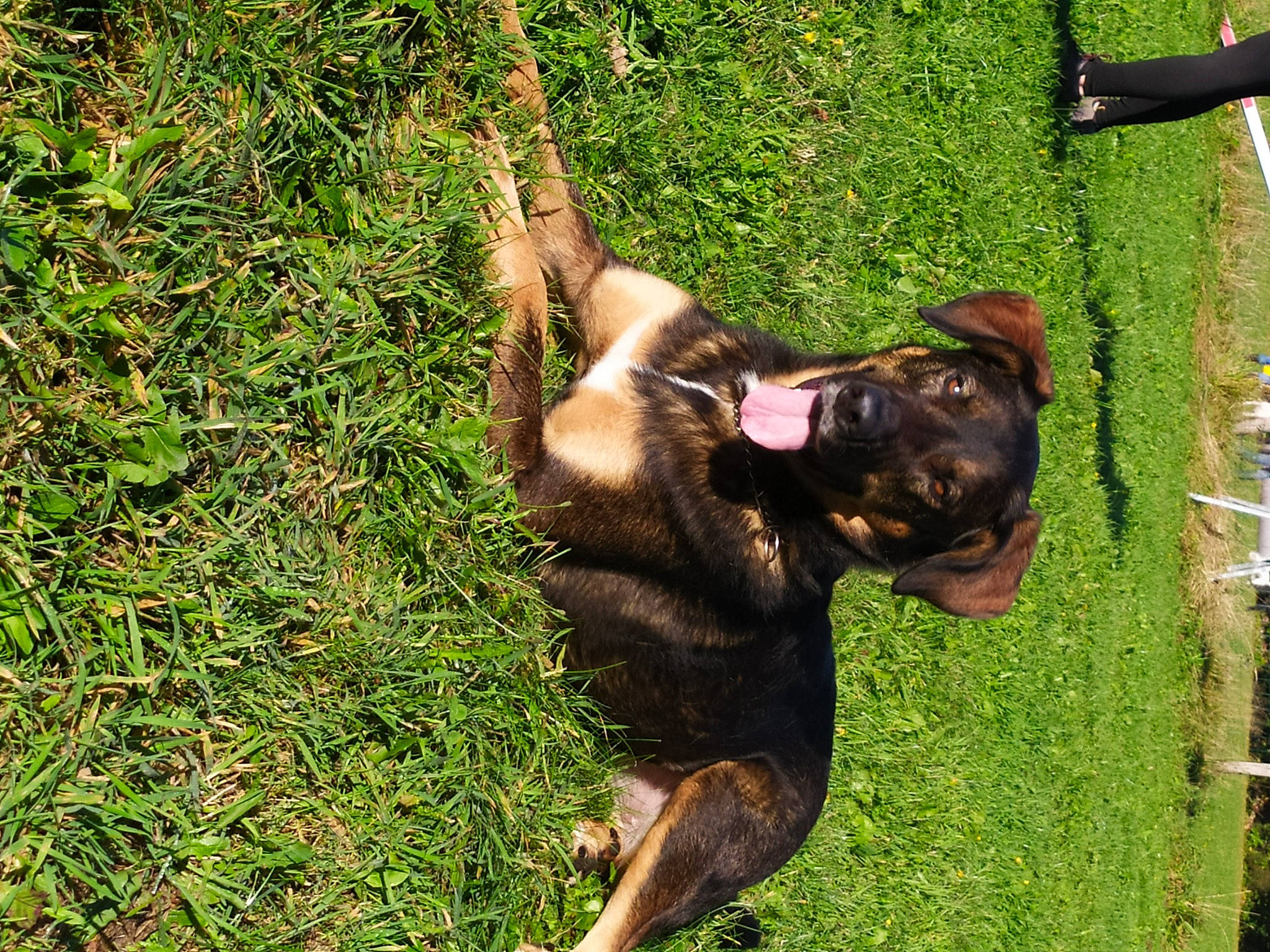 Naïa participe au concours pour gagner de l'argent avec cette photo : canidae, carnivore, companion_dog, dobermann, dog, dog_breed, fawn, fun, grass, groundcover, guard_dog, liver, pet_supply, plant, rottweiler, snout, sporting_group, tail, terrestrial_animal, working_animal