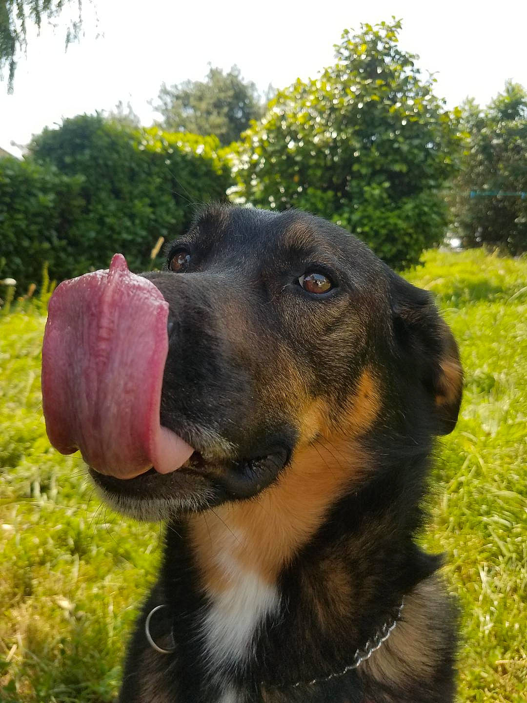 Naïa a rejoint le concours — aidez-le/la à gagner de superbes lots ! canidae, carnivore, collar, companion_dog, dog, dog_breed, fawn, grass, guard_dog, hunting_dog, plant, sky, snout, sporting_group, terrestrial_animal, tree, whiskers, working_animal, working_dog