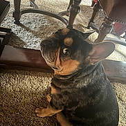 Biggie is registered to the contest to win money with this photo: animal, black, brown, canine, carpet, companion, curious, cute, dog, domestic, ears, french_bulldog, fur, household, indoor, legs, looking_back, pet, sitting, wooden_furniture