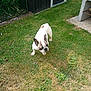 dog, french_bulldog, grass, lawn, outdoor, pet, canine, animal, black_shed, concrete_grill, greenery, ears_up, curious, standing, yard, nature, daylight, small_dog, brown_spot, patchy_grass