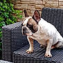 dog, french_bulldog, pet, animal, outdoor, chair, wicker_furniture, plant, greenery, wall, stone_wall, sitting, calm, portrait, cute, domestic_animal, paw, ears, snout, fur