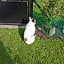 dog, white_dog, brown_spots, grass, greenery, plant, fence, gate, outdoor, sunlight, shadow, pet, canine, nature, yard, quiet, still, back_view, animal, daytime