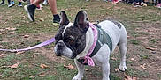 Blue participe au concours pour gagner de l'argent avec cette photo : french_bulldog, dog, pink_bandana, harness, grass, autumn_leaves, people, crowd, outdoor, event, casual_clothing, walking, trees, building, sportswear, leash, park, daytime, social_gathering, nature