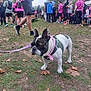french_bulldog, dog, pink_bandana, harness, grass, autumn_leaves, people, crowd, outdoor, event, casual_clothing, walking, trees, building, sportswear, leash, park, daytime, social_gathering, nature