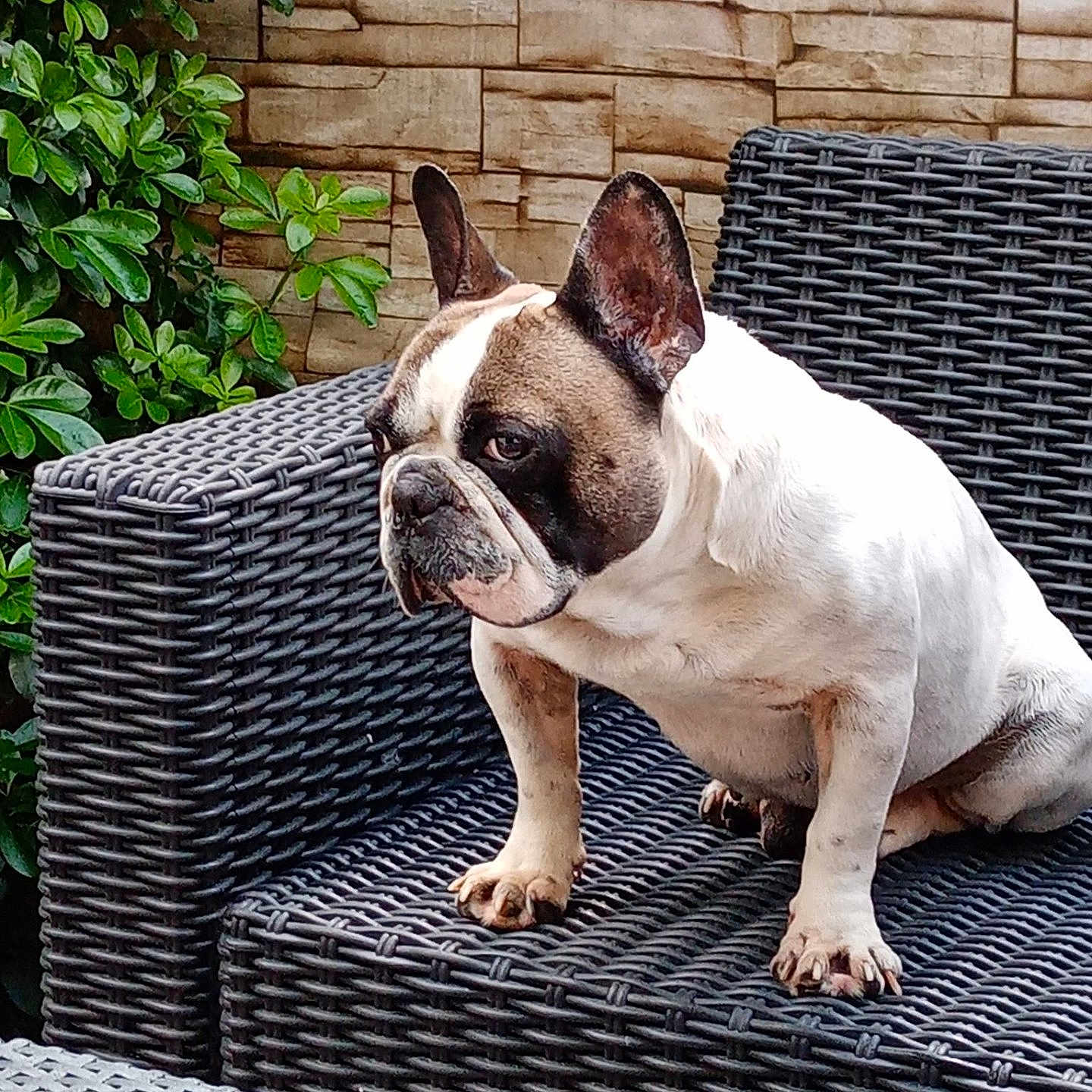 Blue participe au concours pour gagner de l'argent avec cette photo : animal, calm, chair, cute, dog, domestic_animal, ears, french_bulldog, fur, greenery, outdoor, paw, pet, plant, portrait, sitting, snout, stone_wall, wall, wicker_furniture