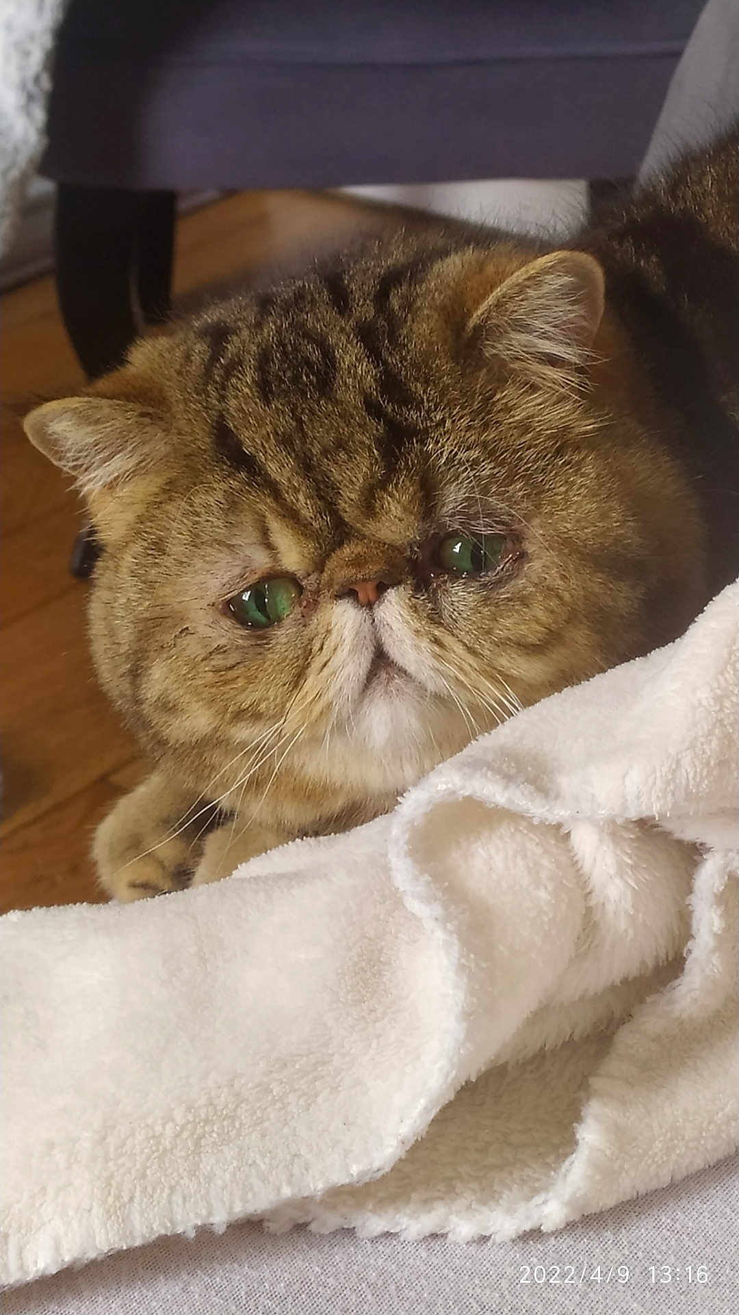Pepsi a rejoint le concours — aidez-le/la à gagner de superbes lots ! cat, exotic_shorthair, pet, animal, feline, close_up, face, green_eyes, blanket, soft_texture, fur, whiskers, resting, indoor, wooden_floor, furniture, cute, expression, portrait, cozy