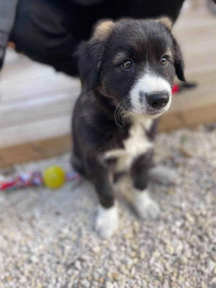 Sultan a rejoint le concours — aidez-le/la à gagner de superbes lots ! borador, canidae, carnivore, companion_dog, dog, dog_breed, fur, soil, sporting_group, terrestrial_animal, whiskers, working_animal, working_dog