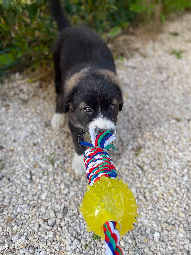 Sultan participe au concours pour gagner de l'argent avec cette photo : canidae, carnivore, collar, companion_dog, dog, dog_breed, dog_clothes, dog_collar, dog_supply, fawn, fur, grass, leash, pet_supply, plant, snout, soil, tail, toy_dog, working_animal