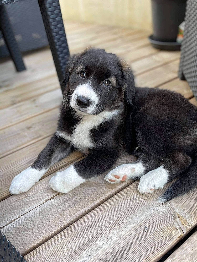 Sultan a rejoint le concours — aidez-le/la à gagner de superbes lots ! canidae, carnivore, companion_dog, dog, dog_breed, flooring, fur, hardwood, paw, snout, sporting_group, tail, terrestrial_animal, toy_dog, whiskers, wood, working_animal, working_dog