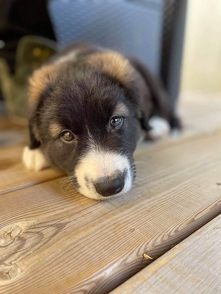 Sultan a rejoint le concours — aidez-le/la à gagner de superbes lots ! canidae, carnivore, companion_dog, dog, dog_breed, flooring, fur, hardwood, paw, plank, puppy, puppy_love, snout, sporting_group, terrestrial_animal, varnish, whiskers, wood, wood_stain