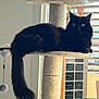 alert, animal, black_cat, blinds, cat, cat_tree, cozy, domestic_animal, feline, fluffy, furniture, household, indoor, long_tail, natural_light, pet, relaxed, resting, side_view, window