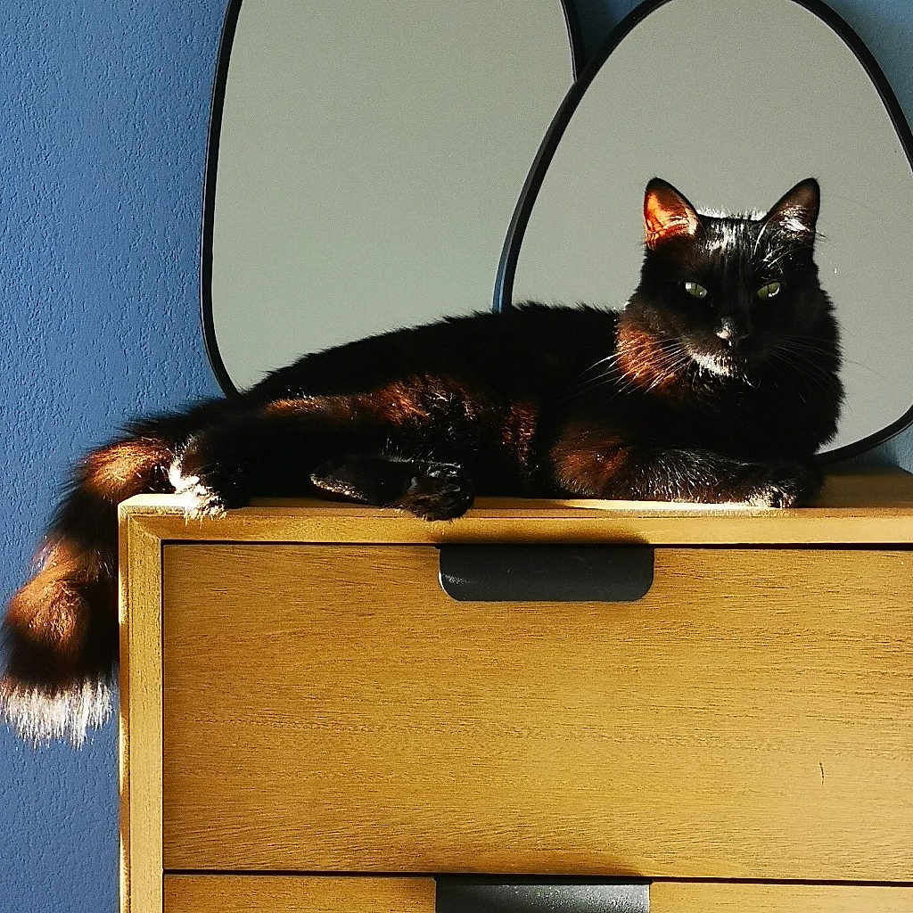 Saba
