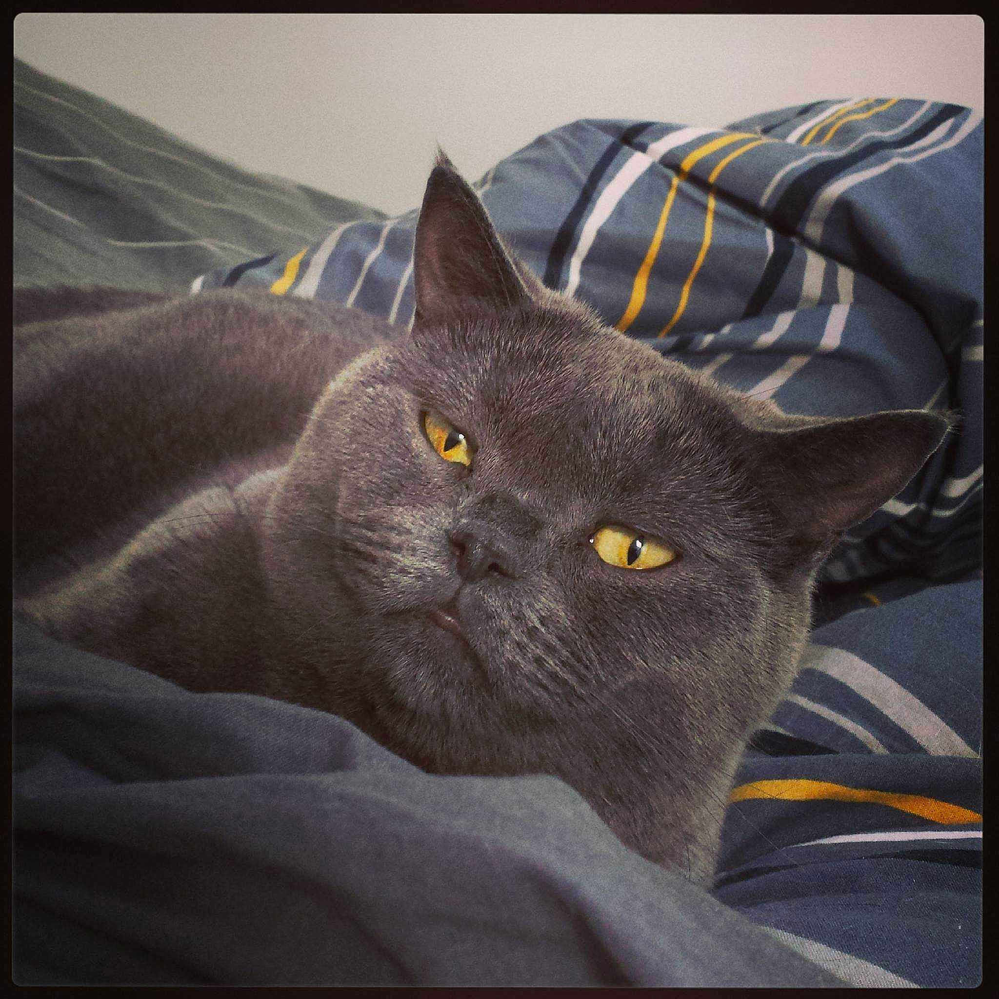 Toupie