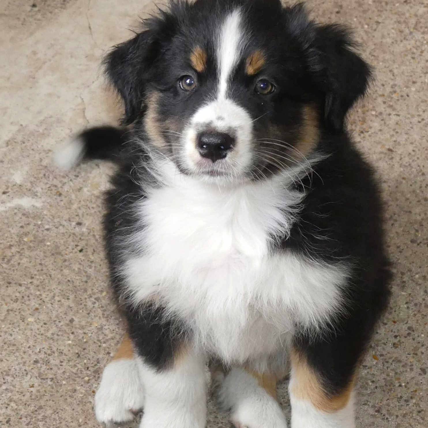 Aïko participe au concours pour gagner de l'argent avec cette photo : adorable, animal, black_fur, brown_markings, concrete_floor, cute, dog, ears, face, fluffy, fur, looking_at_camera, nose, outdoor, pet, puppy, sitting, tricolor, white_paws, young