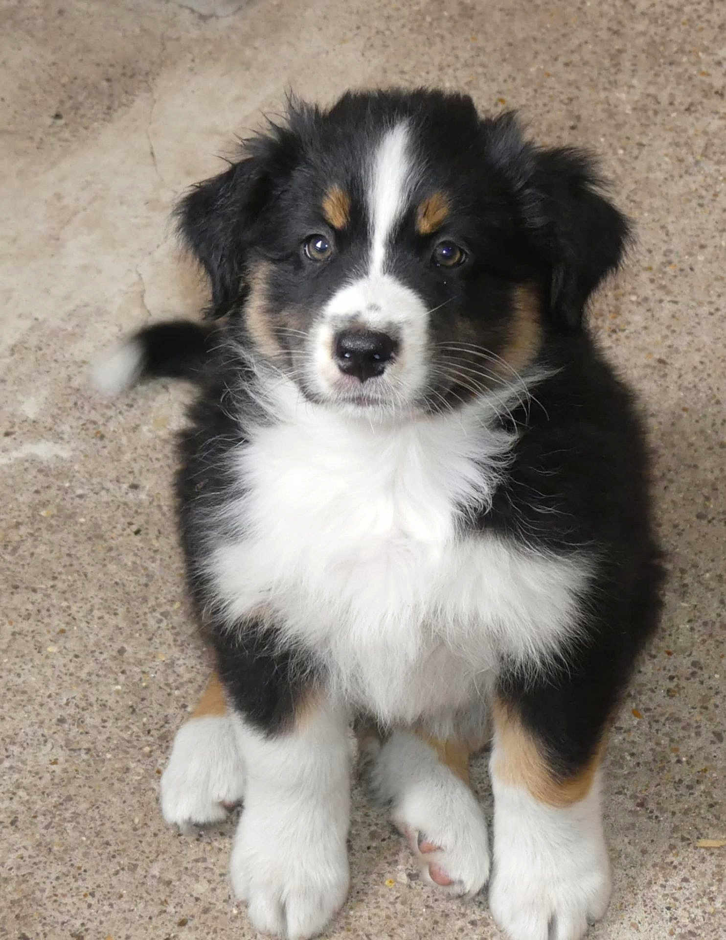 Aïko participe au concours pour gagner de l'argent avec cette photo : puppy, dog, tricolor, fluffy, cute, pet, animal, sitting, young, fur, white_paws, black_fur, brown_markings, looking_at_camera, face, ears, nose, outdoor, concrete_floor, adorable