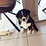 Aïko a rejoint le concours — aidez-le/la à gagner de superbes lots ! puppy, dog, indoor, tile_floor, toy, chair, table_leg, brown, black, white, fur, pet, cute, small, floor, home, furniture, animal, sitting, curious
